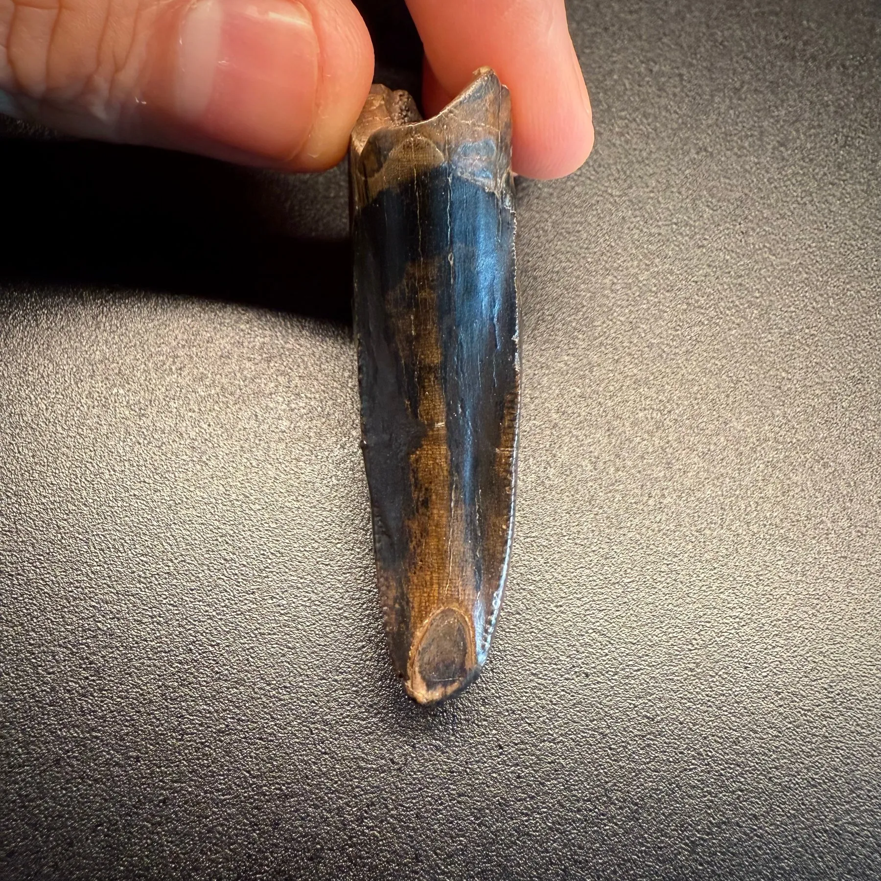 Fossil tooth - Tyrannosaurus rex - 5.29 cm
