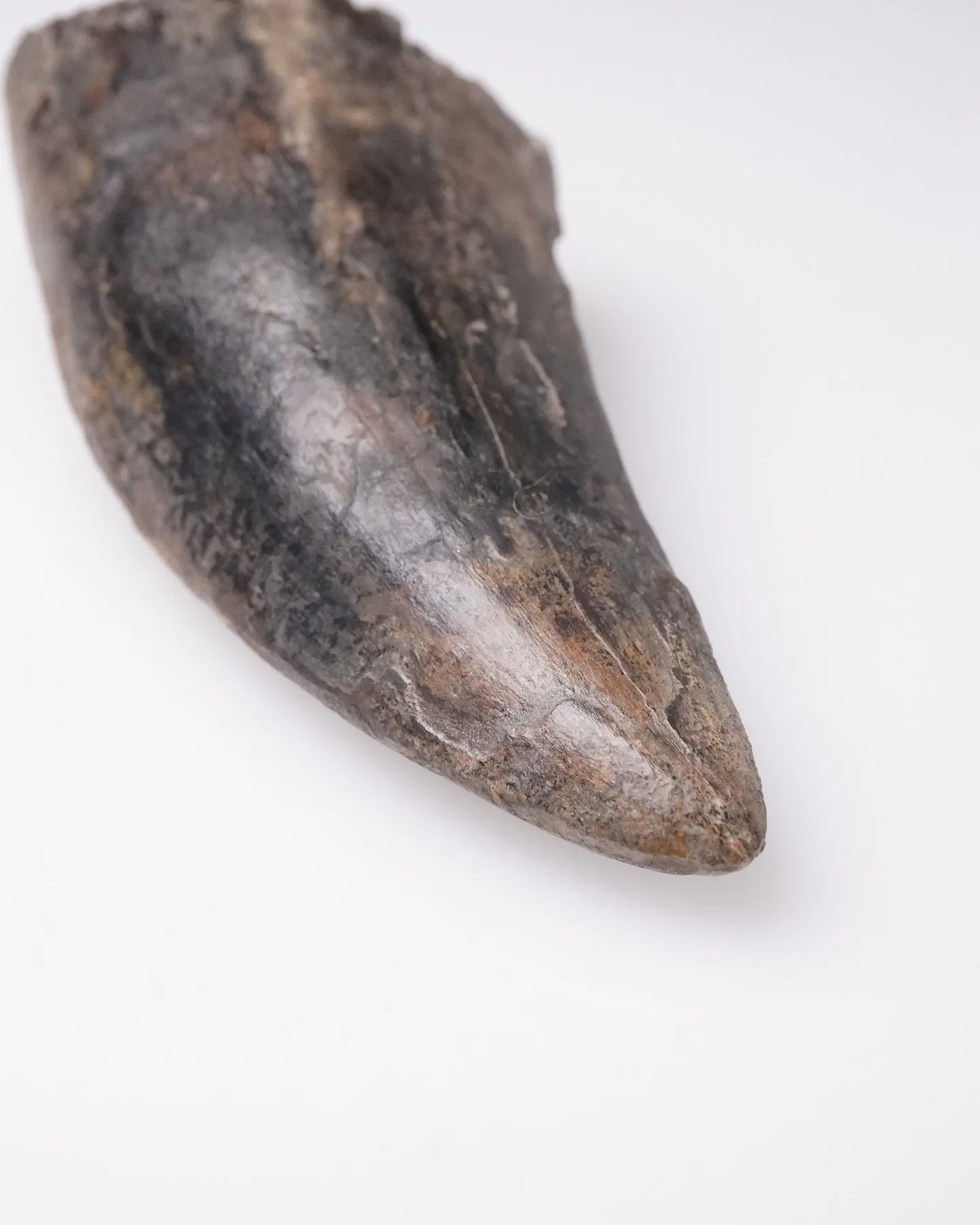 Tyrannosaurus rex tooth 