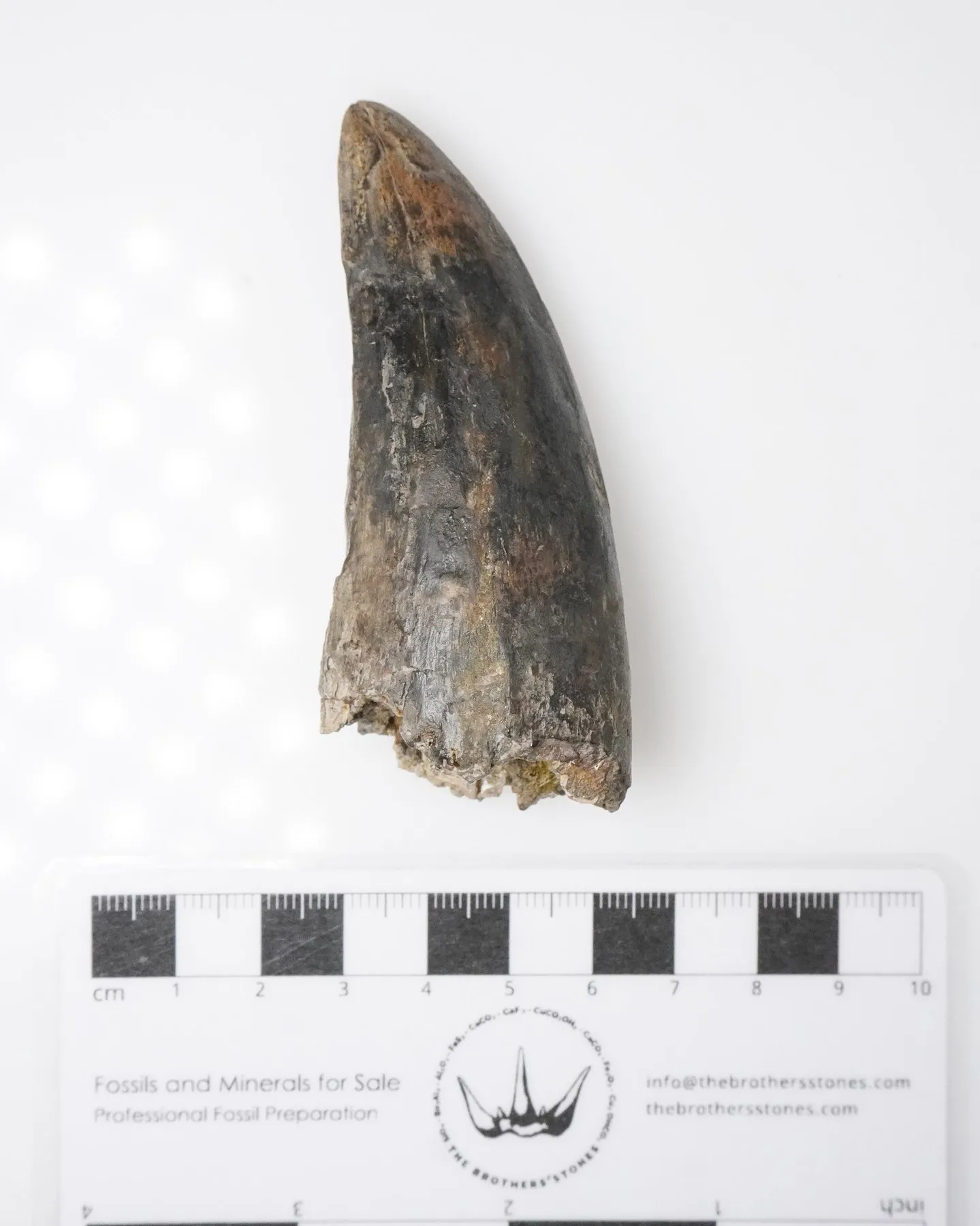 Tyrannosaurus rex tooth 