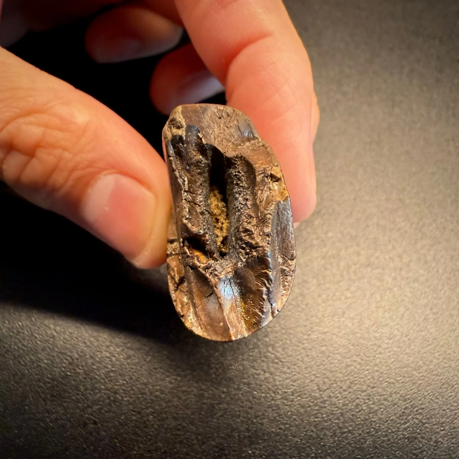 Fossil tooth - Tyrannosaurus rex - 5.29 cm