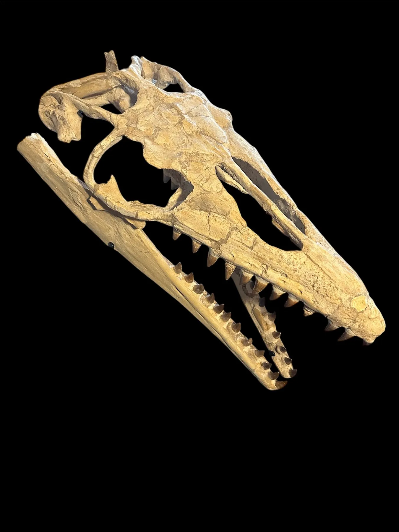 Mosasaur - Fossil skull - Thalassotitan Atrox - 65 cm - 35 cm