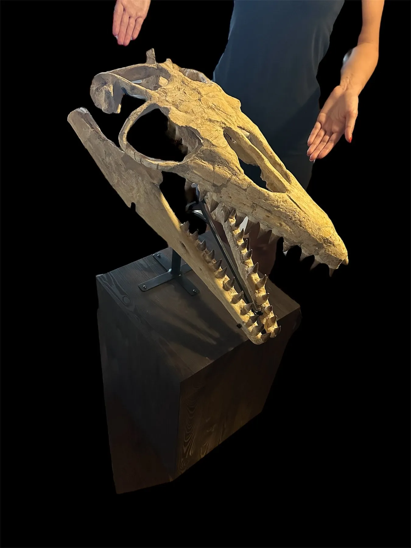 Mosasaur - Fossil skull - Thalassotitan Atrox - 65 cm - 35 cm