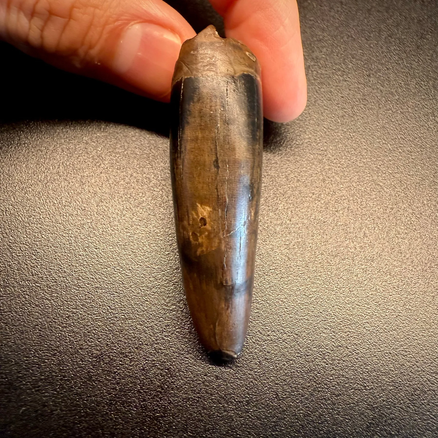 Fossil tooth - Tyrannosaurus rex - 5.29 cm