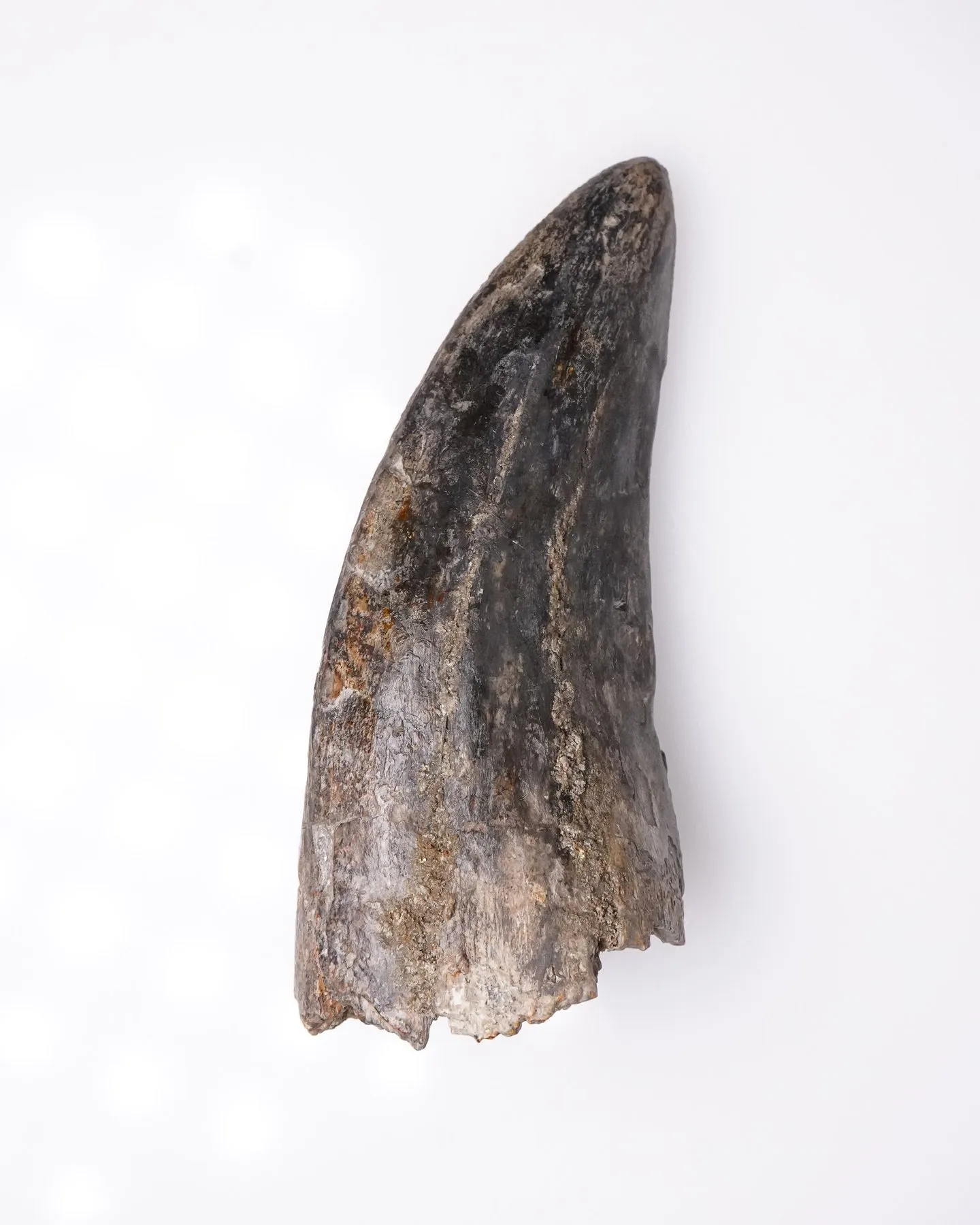 Tyrannosaurus rex tooth 