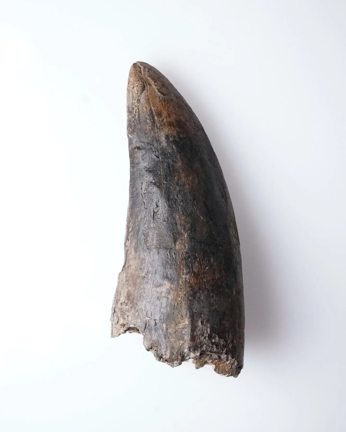 Tyrannosaurus rex tooth 