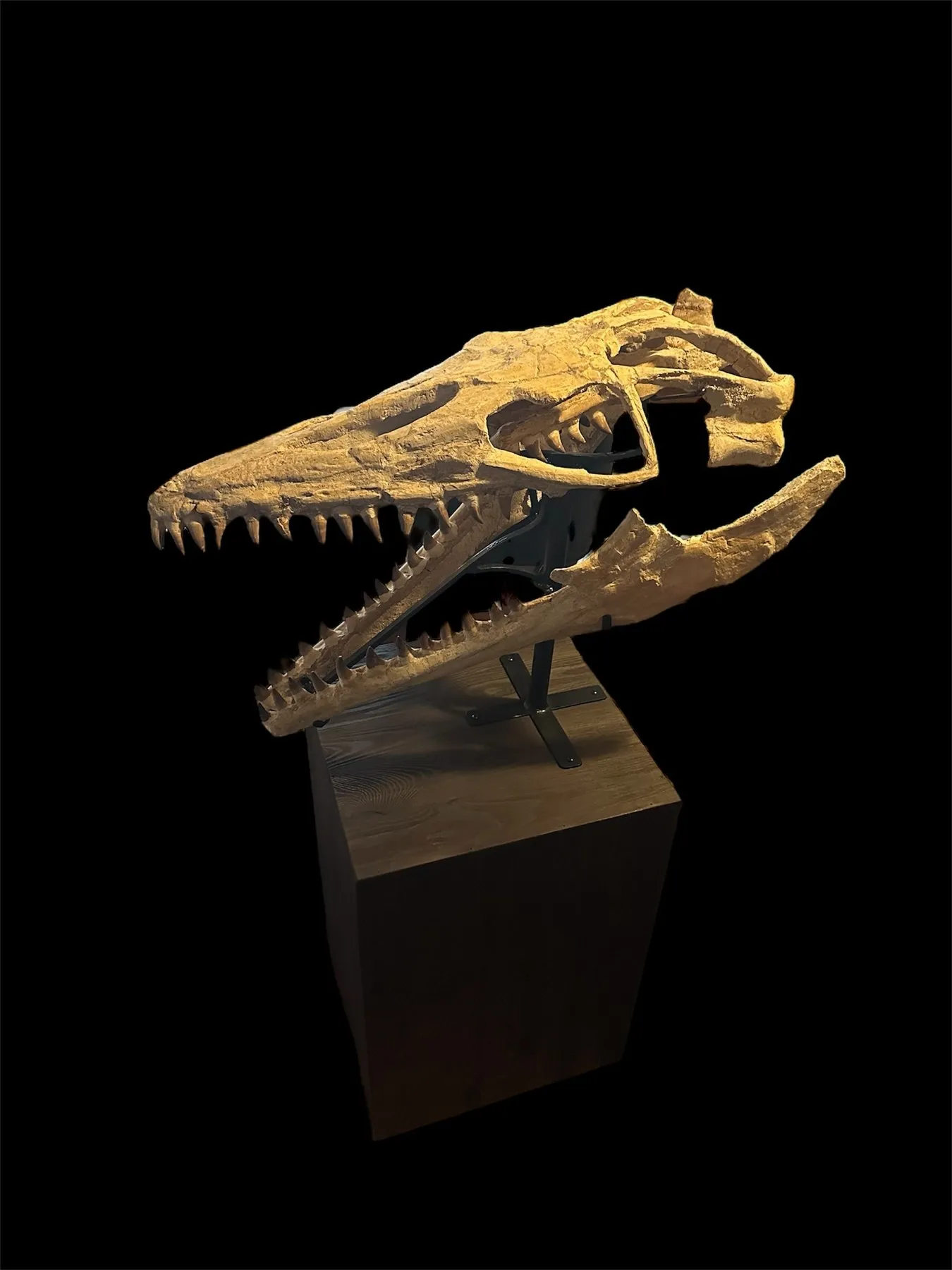 Mosasaur - Fossil skull - Thalassotitan Atrox - 65 cm - 35 cm