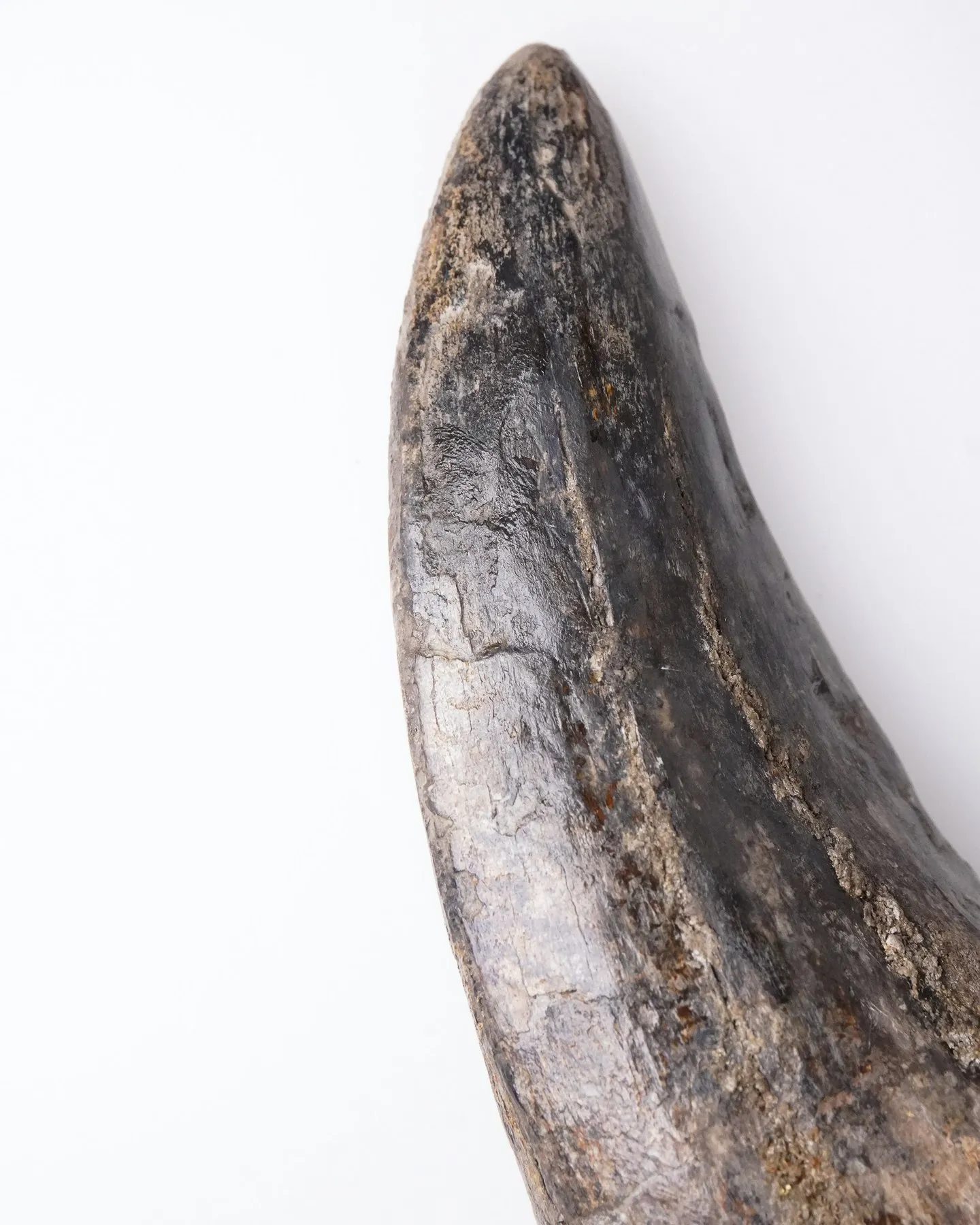 Tyrannosaurus rex tooth 