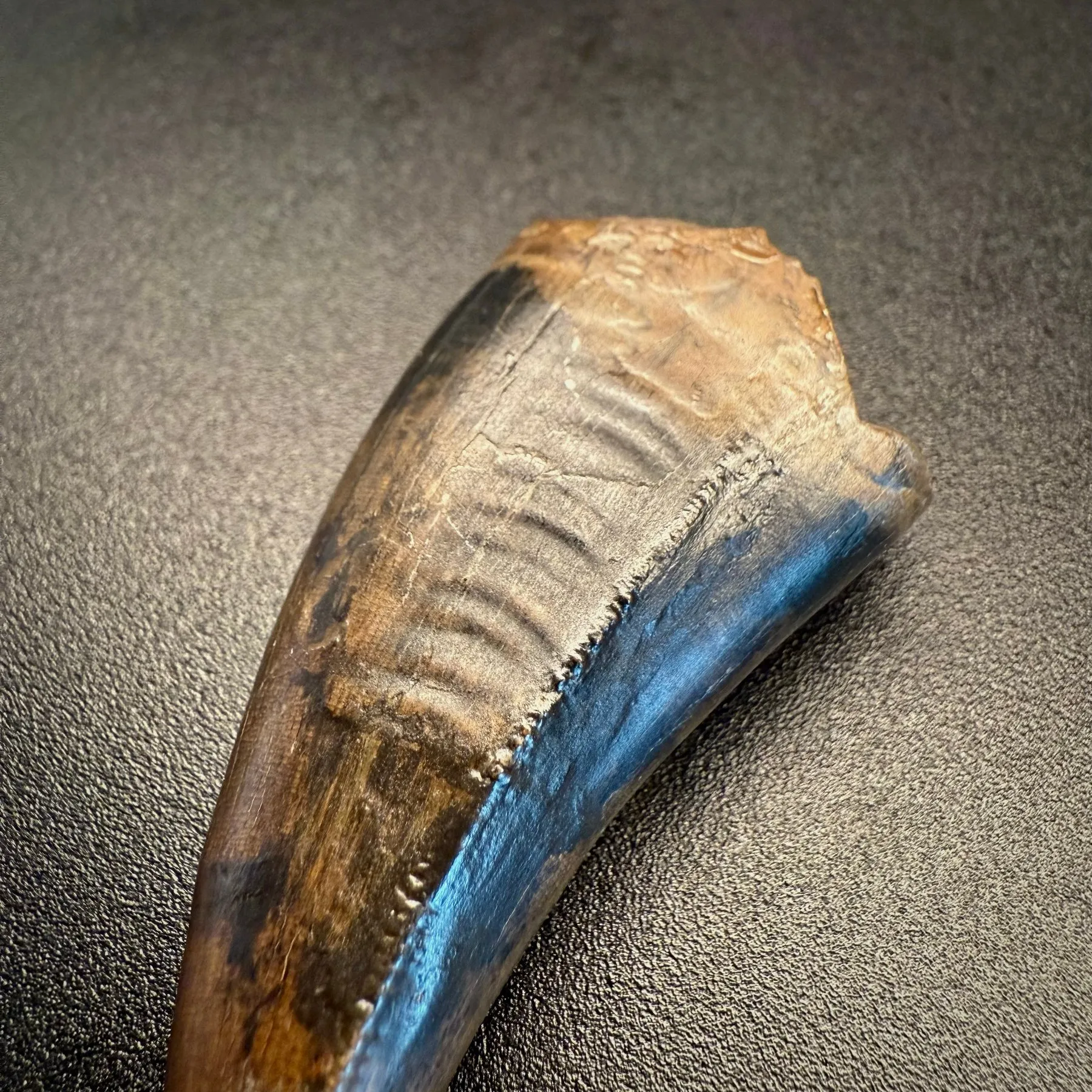 Fossil tooth - Tyrannosaurus rex - 5.29 cm