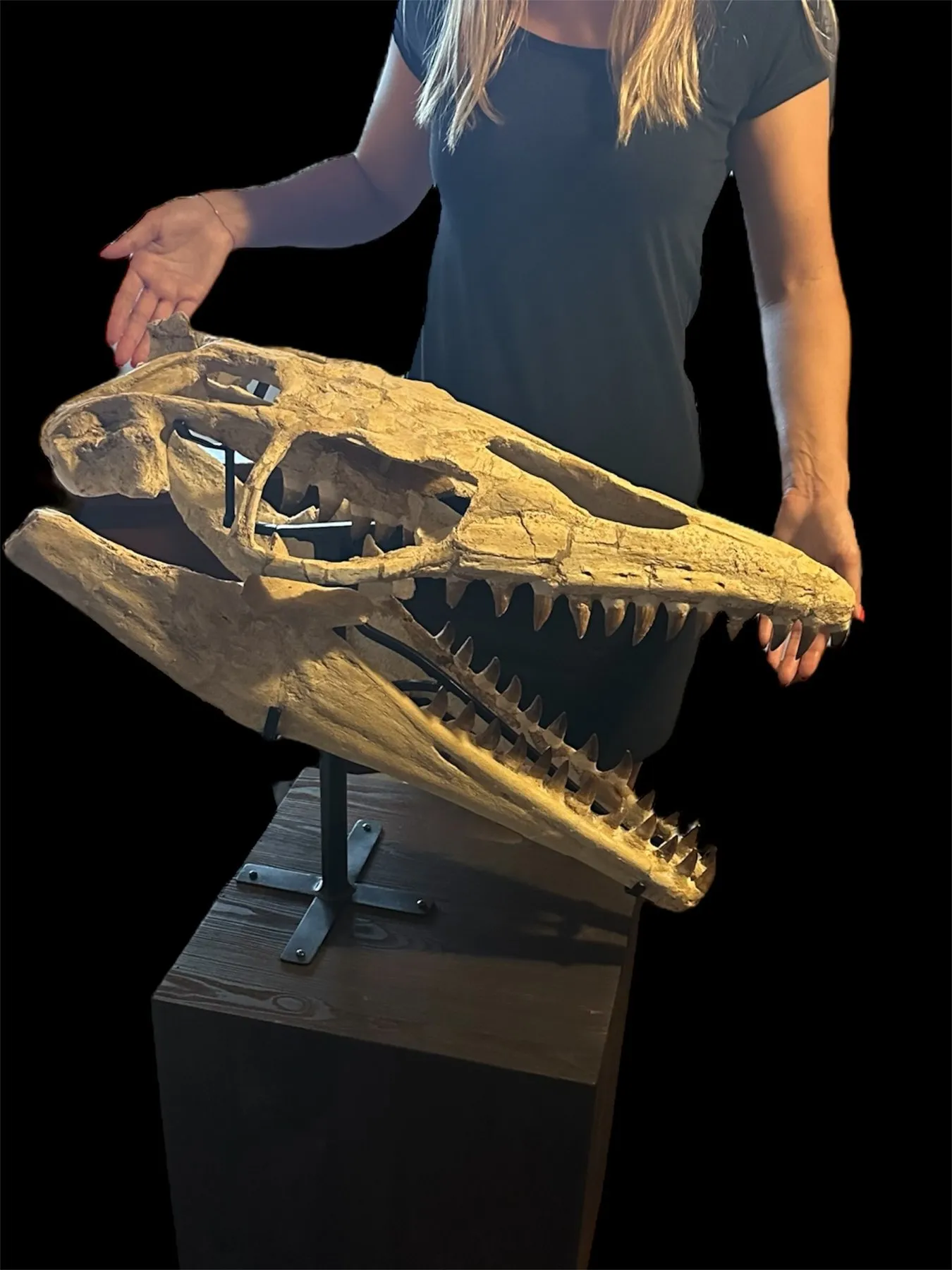 Mosasaur - Fossil skull - Thalassotitan Atrox - 65 cm - 35 cm