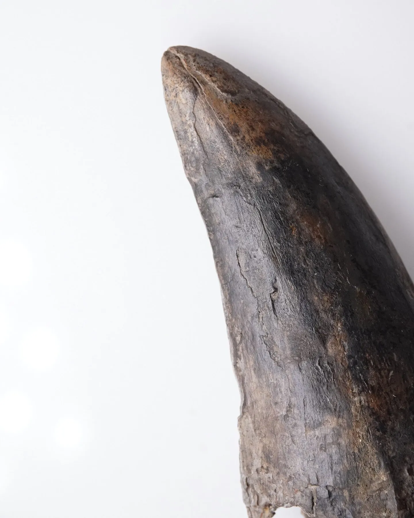 Tyrannosaurus rex tooth 