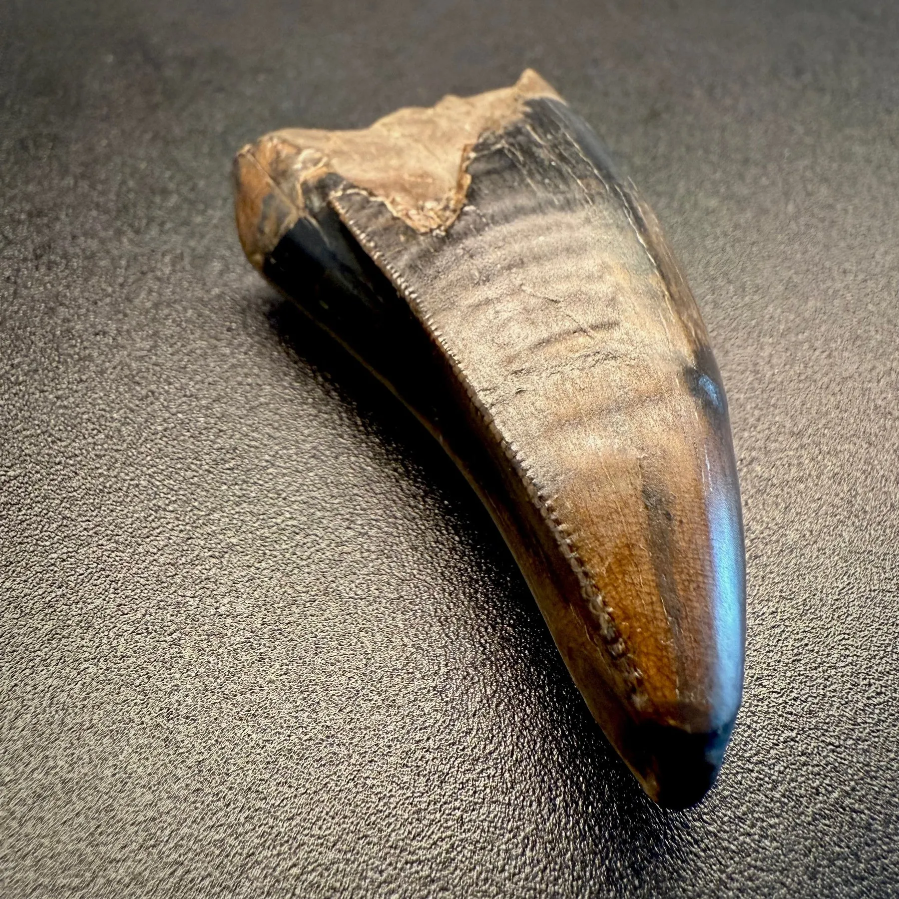 Fossil tooth - Tyrannosaurus rex - 5.29 cm