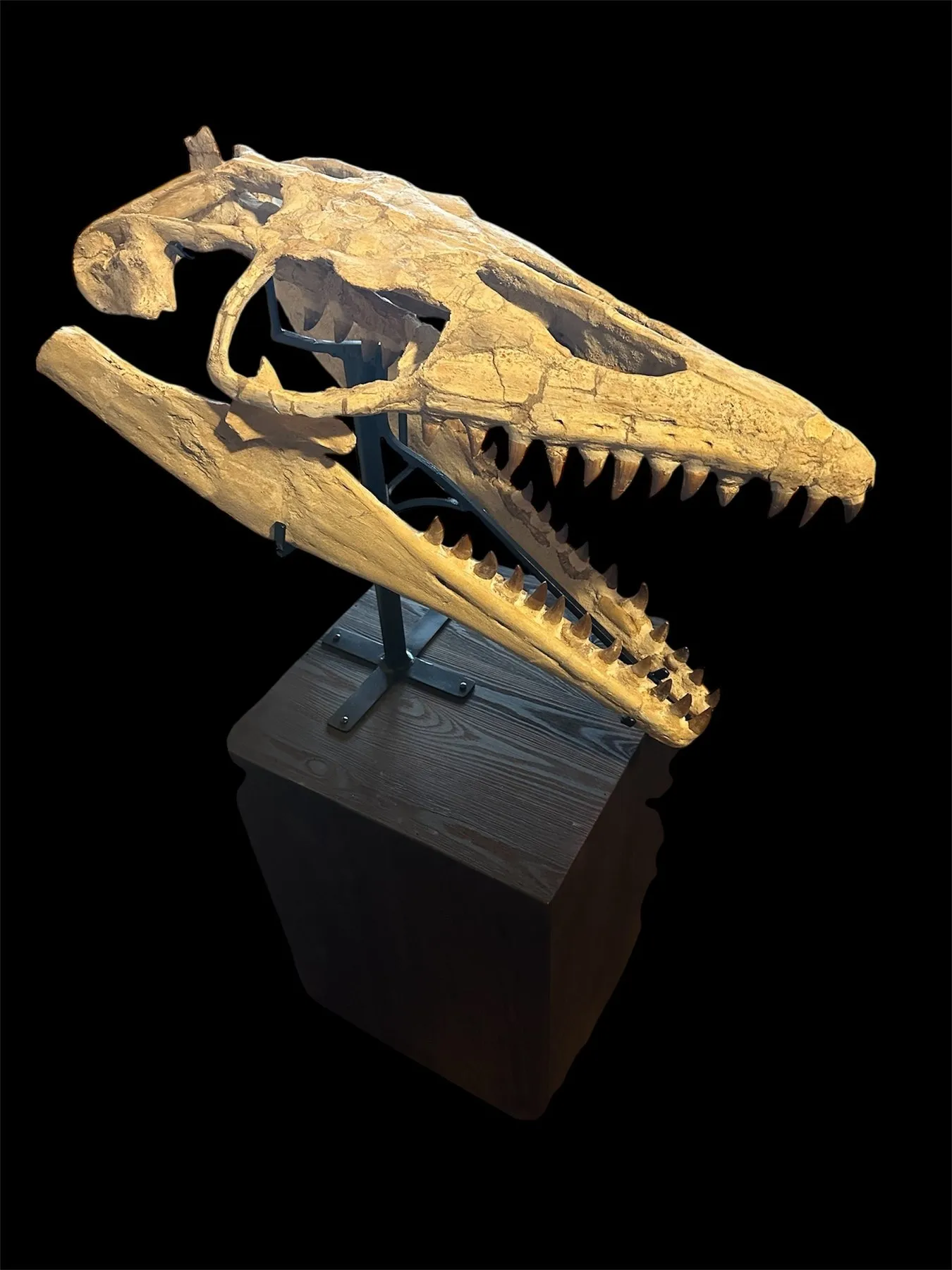 Mosasaur - Fossil skull - Thalassotitan Atrox - 65 cm - 35 cm