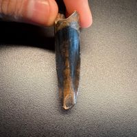 Fossil tooth - Tyrannosaurus rex - 5.29 cm