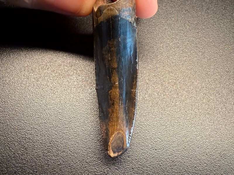 Fossil tooth - Tyrannosaurus rex - 5.29 cm