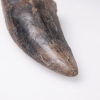 Tyrannosaurus rex tooth 