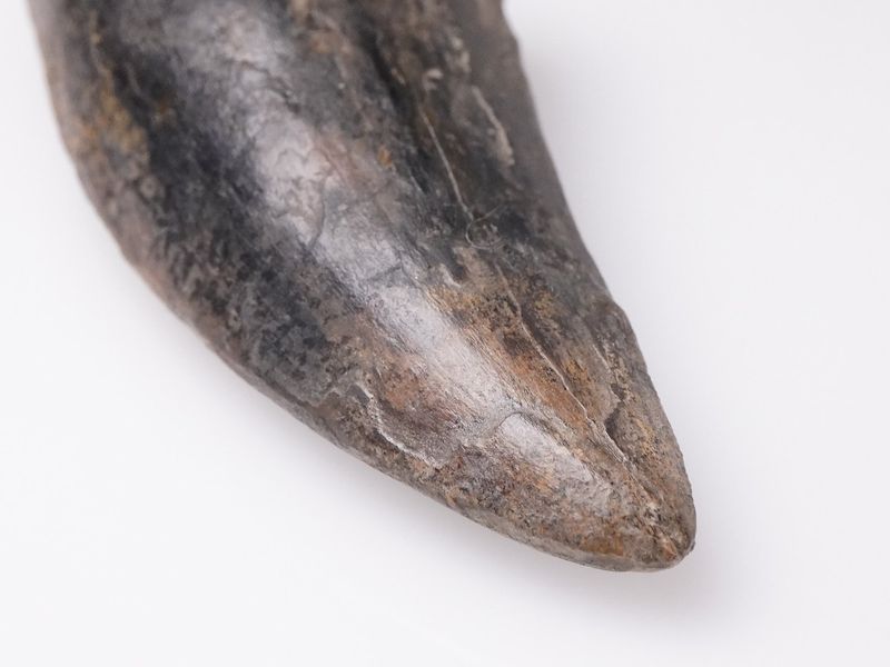 Tyrannosaurus rex tooth 