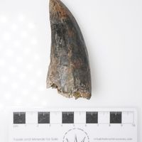 Tyrannosaurus rex tooth 