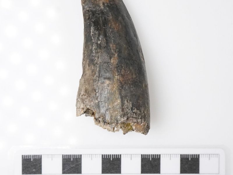 Tyrannosaurus rex tooth 
