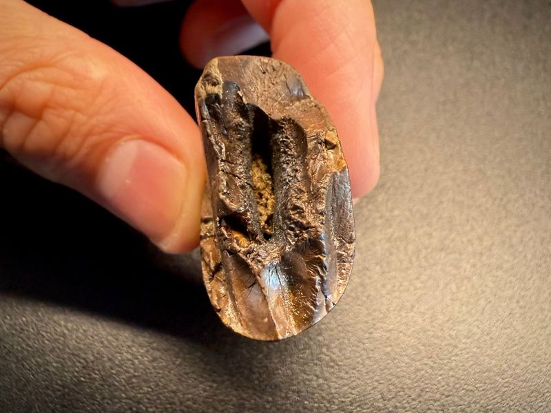 Fossil tooth - Tyrannosaurus rex - 5.29 cm