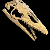 Mosasaur - Fossil skull - Thalassotitan Atrox - 65 cm - 35 cm