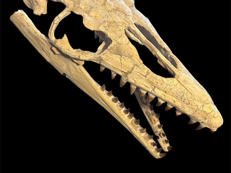 Mosasaur - Fossil skull - Thalassotitan Atrox - 65 cm - 35 cm
