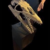 Mosasaur - Fossil skull - Thalassotitan Atrox - 65 cm - 35 cm