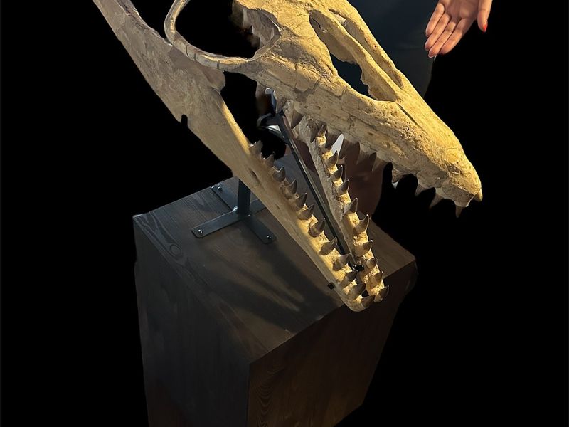 Mosasaur - Fossil skull - Thalassotitan Atrox - 65 cm - 35 cm