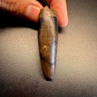 Fossil tooth - Tyrannosaurus rex - 5.29 cm