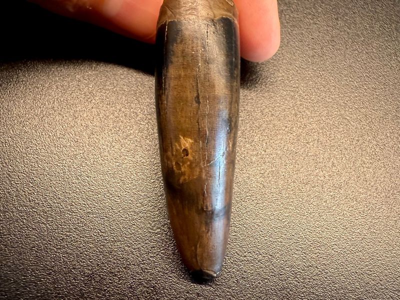 Fossil tooth - Tyrannosaurus rex - 5.29 cm