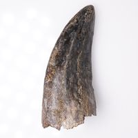 Tyrannosaurus rex tooth 