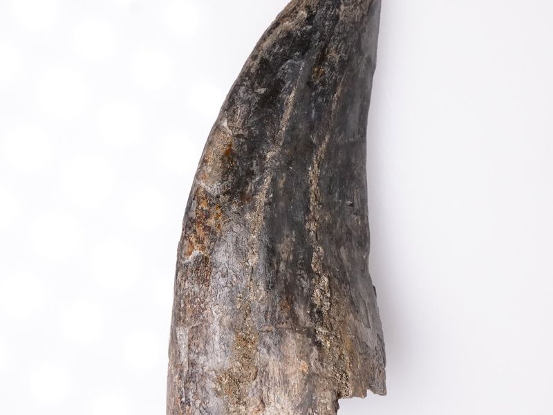 Tyrannosaurus rex tooth 