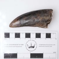 Tyrannosaurus rex tooth 