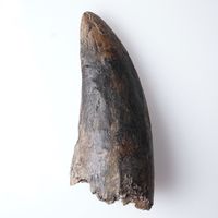 Tyrannosaurus rex tooth 