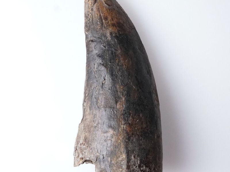 Tyrannosaurus rex tooth 