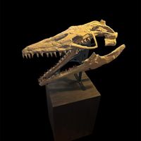Mosasaur - Fossil skull - Thalassotitan Atrox - 65 cm - 35 cm