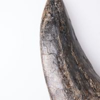Tyrannosaurus rex tooth 