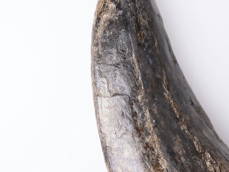 Tyrannosaurus rex tooth 