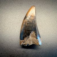 Fossil tooth - Tyrannosaurus rex - 5.29 cm