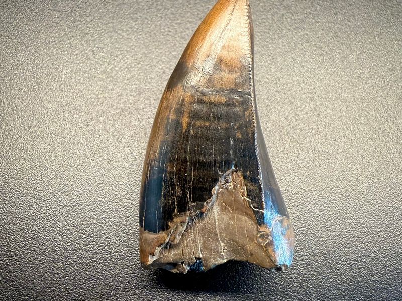 Fossil tooth - Tyrannosaurus rex - 5.29 cm