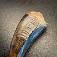 Fossil tooth - Tyrannosaurus rex - 5.29 cm