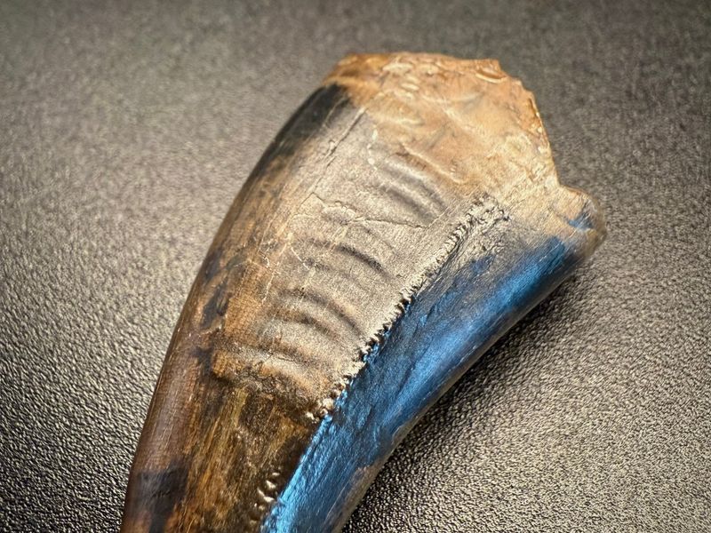 Fossil tooth - Tyrannosaurus rex - 5.29 cm