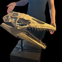 Mosasaur - Fossil skull - Thalassotitan Atrox - 65 cm - 35 cm