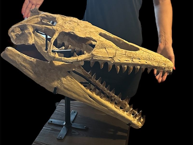 Mosasaur - Fossil skull - Thalassotitan Atrox - 65 cm - 35 cm