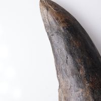 Tyrannosaurus rex tooth 