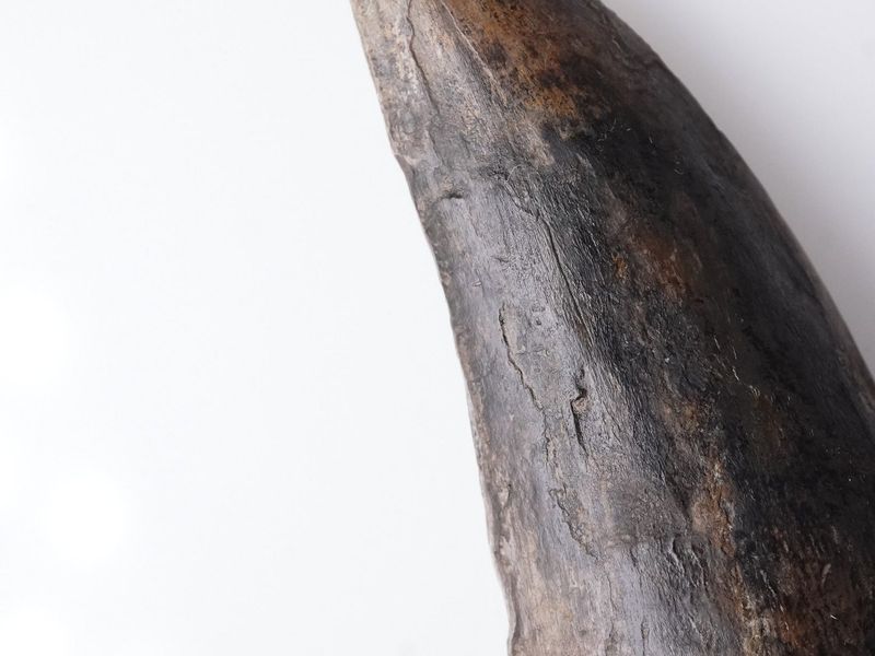 Tyrannosaurus rex tooth 