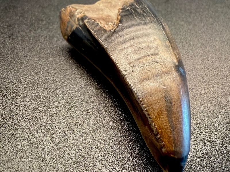 Fossil tooth - Tyrannosaurus rex - 5.29 cm