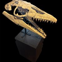 Mosasaur - Fossil skull - Thalassotitan Atrox - 65 cm - 35 cm
