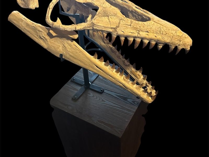 Mosasaur - Fossil skull - Thalassotitan Atrox - 65 cm - 35 cm